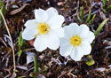 Dryas integrifolia